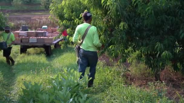 Hombres Recogiendo Melocotones Huerto Melocotones — Vídeos de Stock