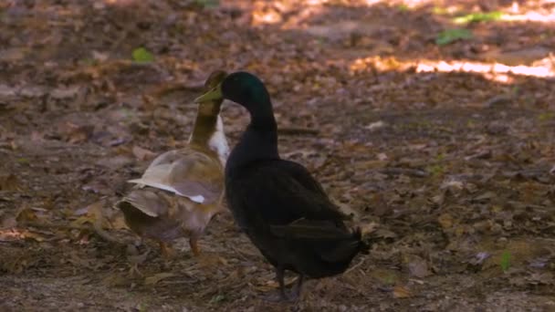 Duck Walking Wooded Area — Stock Video