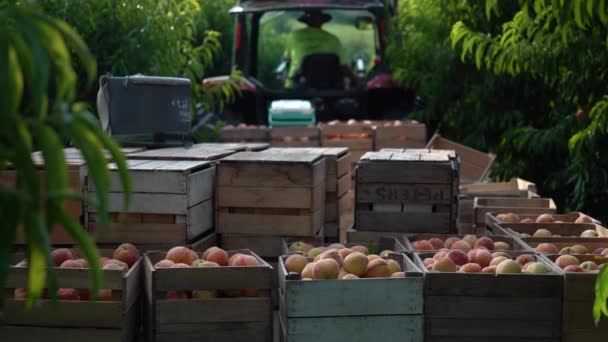 果樹園の桃の木の間に行く引っ張っ桃の箱がロードされたワゴントラクター — ストック動画