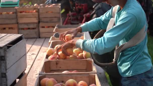 将桃子放进马车板条箱的移民农场工人的衣服 — 图库视频影像
