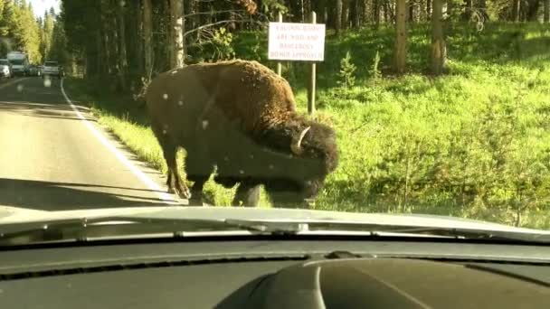 Bison Möter Vid Vägen Vid Yellowstone National Park — Stockvideo