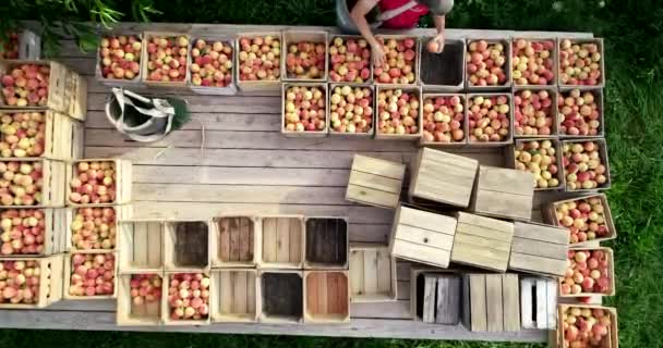 Aerial Camera Looking Straight Wagon Loaded Crates Peaches Hands Moving — Stock Video