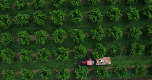 空中摄像娃娃向右移动 俯瞰着一辆拖拉机 车上有一车桃子在果园里 — 图库视频影像
