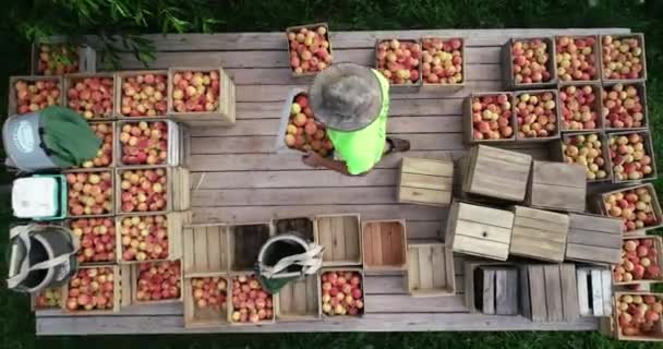 Bir Adam Meyve Bahçesindeki Bir Vagonda Şeftali Kasasını Taşırken Hava — Stok video