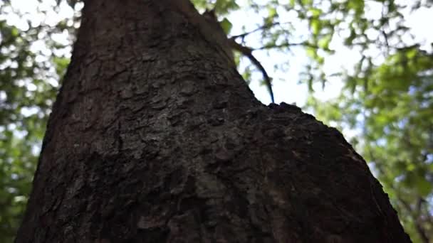 Långsam Rörelse Skott Närbild Stam Ett Träd Med Solstrålar Faller — Stockvideo