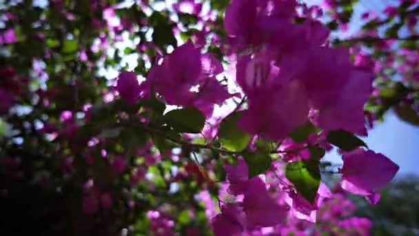 粉红纸花的近处 百合花在树叶间闪烁着风和日丽的光芒 — 图库视频影像