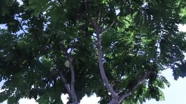 Déplacement Arbres Insulaires Rive Sud Oahu Hawaii — Video