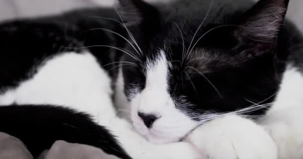 Een Zwart Witte Kat Ontspant Zich Het Bed — Stockvideo