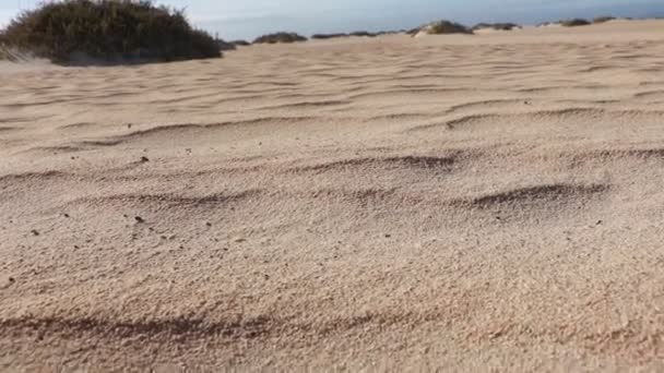 Grande Spiaggia Sabbia Corralejo Fuerteventura Spagna — Video Stock