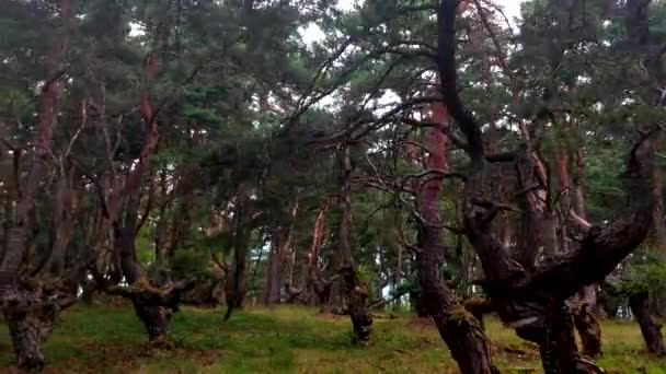 Pequeño Bosque Pinos Escoceses Pinatelle Zouave Derecha Izquierda — Vídeos de Stock