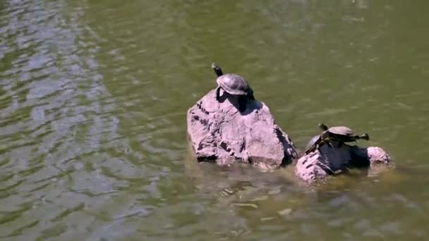 Bazı Kaplumbağalar Bir Kayanın Üzerinde Takılıyor — Stok video