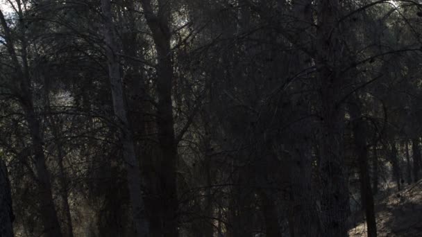 Forêt Pins Foncés Sans Feuilles Sur Les Branches Lumière Peut — Video