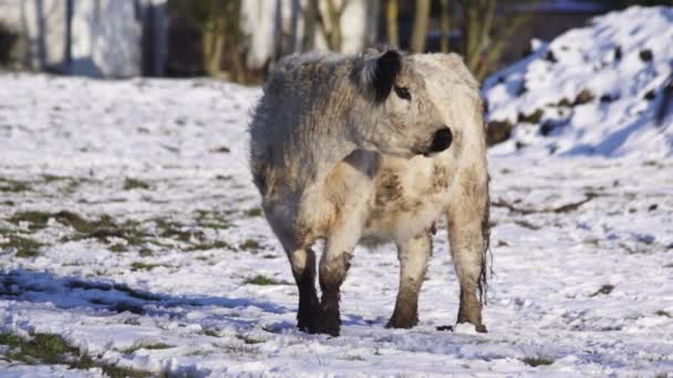 Μια Λευκή Περίεργη Σκωτσέζικη Αγελάδα Ένα Χιονισμένο Χωράφι Περπατώντας Ένα — Αρχείο Βίντεο