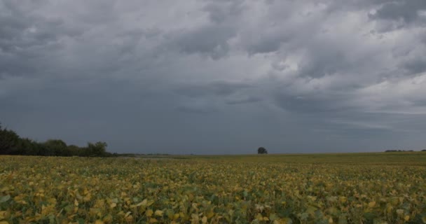 Blesky Blikají Temných Bouřkových Mracích Jak Vítr Fouká Přes Pole — Stock video