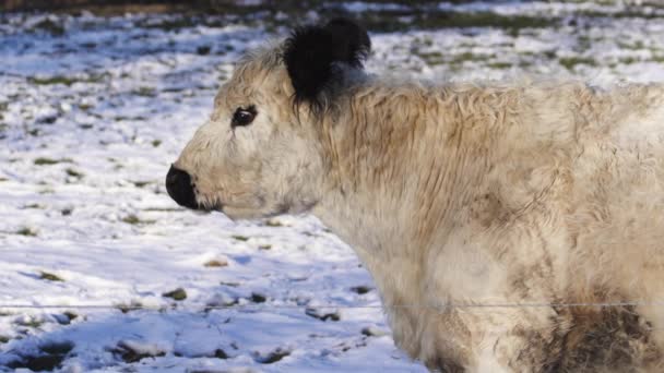 Closeup Uma Vaca Escocesa Planalto Campo Nevado — Vídeo de Stock