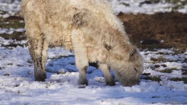 Calf Grazing Snow Covered Field — Stock Video