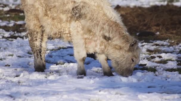 Fechar Bezerro Escocês Branco Bebê Highland Que Pastoreia Campo Nevado — Vídeo de Stock