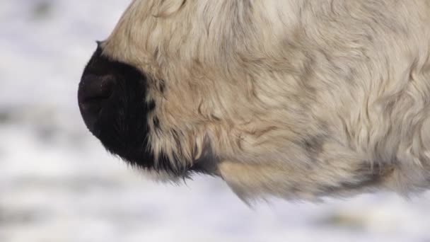 Close Van Een Langharige Witte Koe Sneeuw Tijdens Winter — Stockvideo