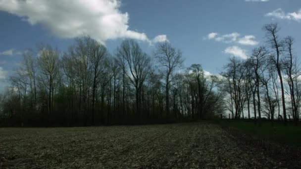 Timelapse Της Cornfield Και Δασικό Τοπίο — Αρχείο Βίντεο