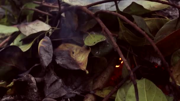 Burning Leaves Smoke — Stock Video