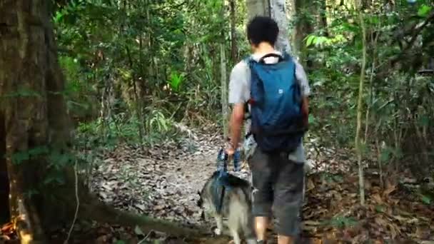 Powrót Widok Człowieka Wędrówki Dżungli Husky — Wideo stockowe