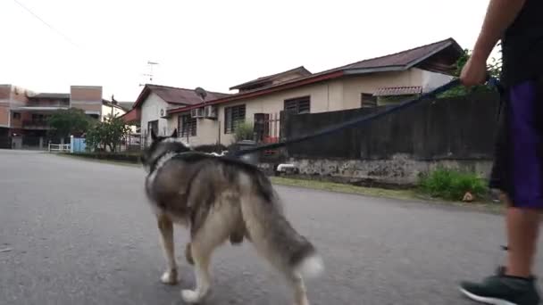 Side View Man Walking Husky Neighbourhood — Stock Video