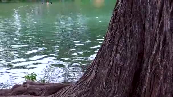 Large Tree River Bank Camera Pans Left — Stock Video