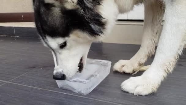 Side View Husky Licking Ice Block — Stock Video