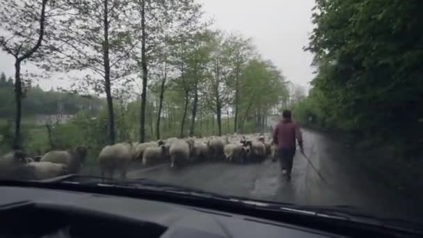 Passando Rebanho Ovelhas Dentro Carro — Vídeo de Stock