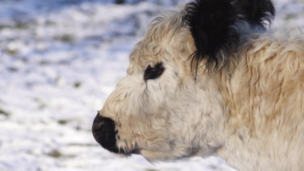 雪の中で黒い耳の放牧と白い毛深い牛の閉鎖 — ストック動画