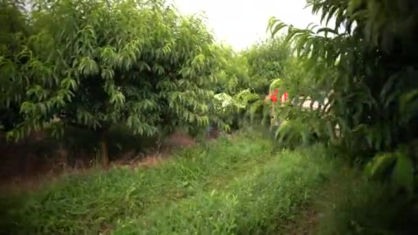 Camera Moves Out Trees Focus Tractor Loaded Freshly Picked Peaches — Stock Video