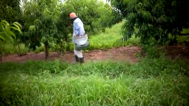 Іммігрант Ферма Збирає Персики Саду — стокове відео