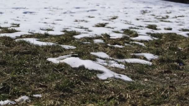 Lightly Snow Covered Field Panning Small Forest Background — Stock Video