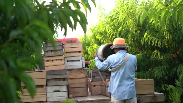 Αγρότες Βάζουν Ροδάκινα Κιβώτια Πίσω Από Ένα Τρακτέρ Ένα Περιβόλι — Αρχείο Βίντεο