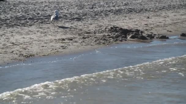 Seagull Wading Tide Edge Baltic Sea Beach — Stock Video