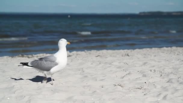 Möwe Läuft Über Den Sandigen Ostseestrand — Stockvideo