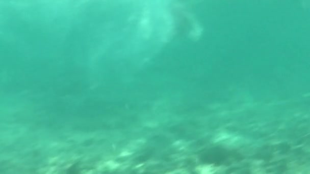 Подводные Съемки Тропического Таиланда — стоковое видео