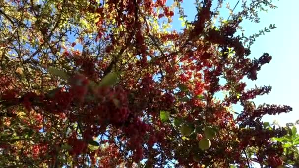 Κόκκινα Φρούτα Στο Φως Του Ήλιου — Αρχείο Βίντεο