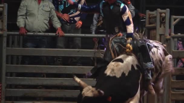 Cabalgando Toros Texas — Vídeos de Stock