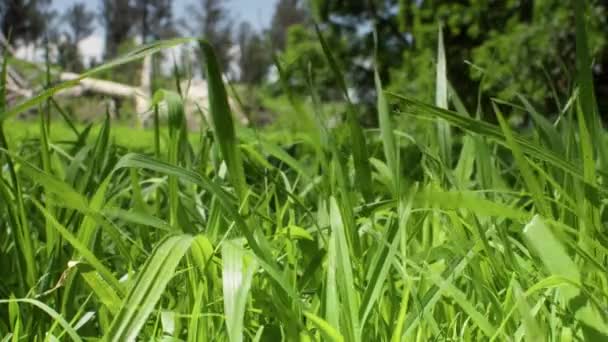 Images Haute Qualité Gros Plan Herbe Soufflée Par Des Rafales — Video