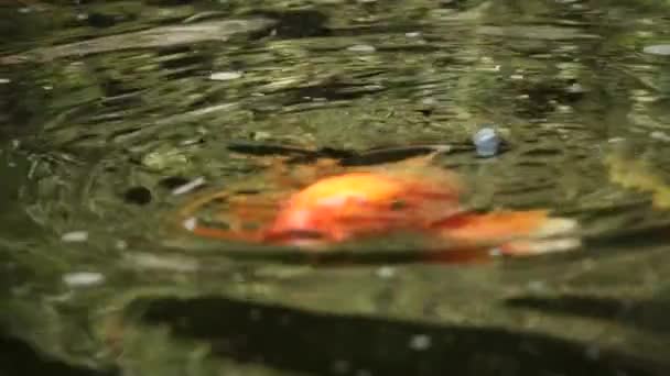Oranžový kapra KOI plave a jí v rybníku. Dekorativní jasné ryby plují v jezírku. Pomalý pohyb a detailní záběr.