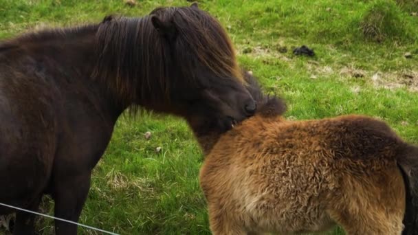 Slow Motion Ijsland Klein Paard Met Haar Moeder Likken Elkaar — Stockvideo