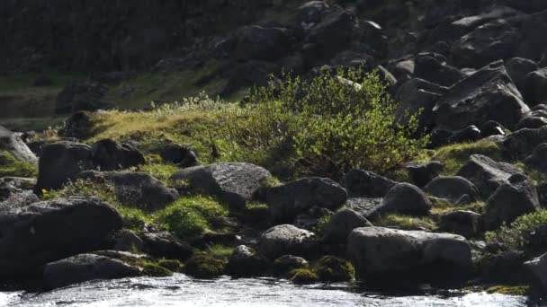 Flod Mellan Två Kontinenter Thingvellir Nationalpark Island — Stockvideo