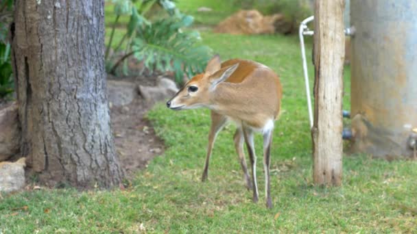 Animal Asemănător Antelopei Duiker African Își Ridică Capul Începe Miroasă — Videoclip de stoc