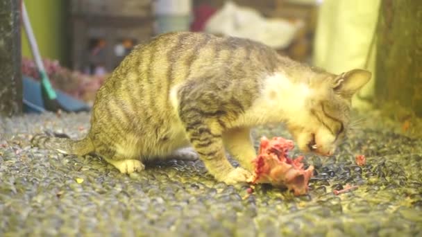 Gato Vadio Come Restos Alimentos Frangos Corte — Vídeo de Stock