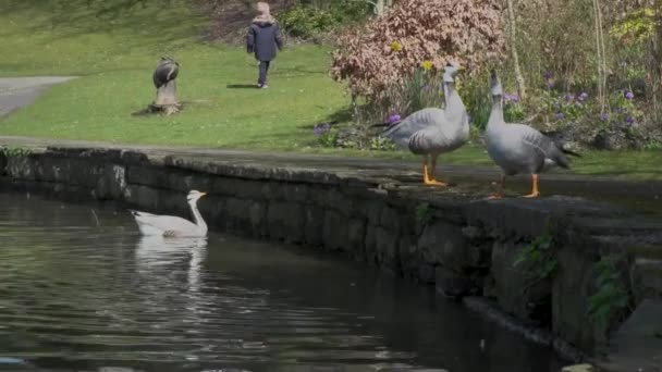 小さな運河の石壁に立っている灰色のガチョウ — ストック動画
