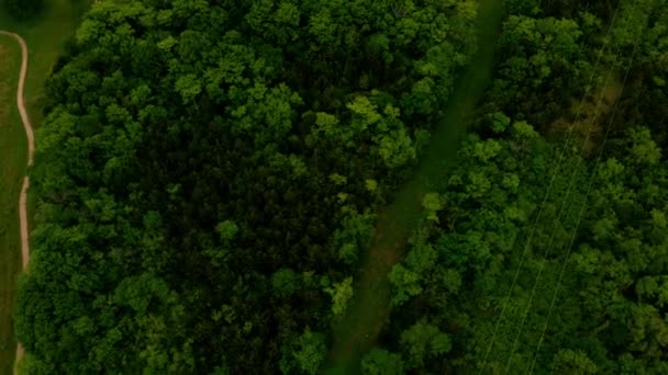 Shot Open Praire Dirt Trail Growth Trees Motion Pans Left — Stock Video