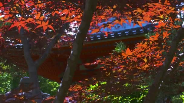 Autumn Leaves Swaying Lightly Wind — Stock Video