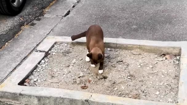 Gato Bonito Marrom Buraco Escavação Gato Gato Jogando Areia — Vídeo de Stock