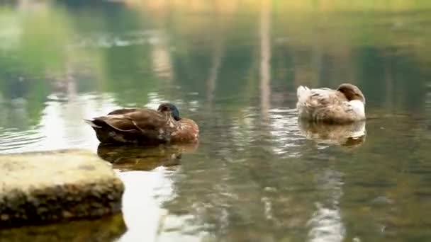 Schlafende Enten Auf Dem Rogue River Grants Pass Oregon — Stockvideo